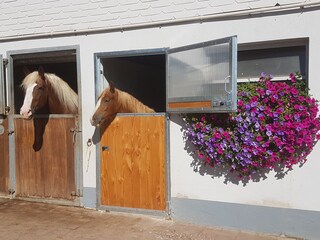 Holiday apartment St. Georgen im Schwarzwald Outdoor Recording 12