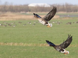 Bungalow De Koog Ambiente 27