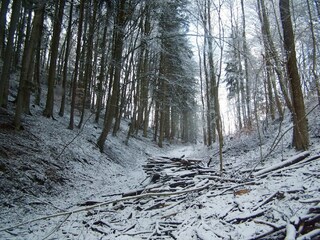 Forest Track in winter