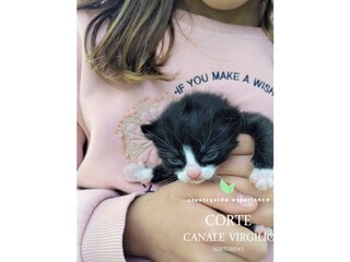 Fattoria Volta Mantovana Ambiente 38