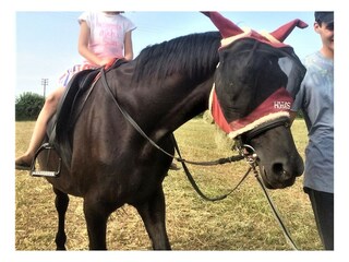 Appartamento per vacanze Volta Mantovana Ambiente 28