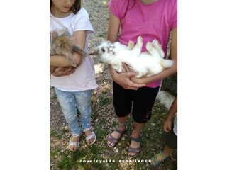 Play with animals