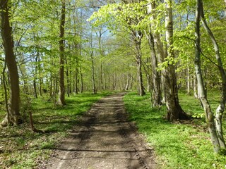 Wander- u. Radweg durch den Wald zum Strand