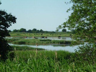 Naturschutzgebiet Geltinger Birk