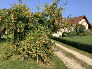 Streuobstwiese