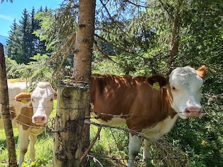 Casa per le vacanze Bad Mitterndorf Ambiente 31