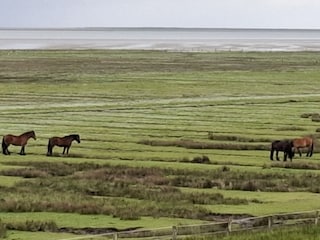 Beobachten Sie die Pferde vom Kinderzimmer