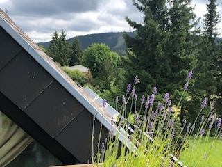 Apartamento de vacaciones Hahnenklee Grabación al aire libre 7