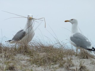 Möwen auf Fehmarn