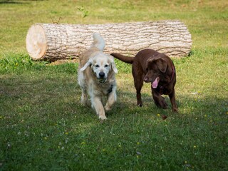 Appartamento per vacanze St. Kanzian Caratteristiche 15