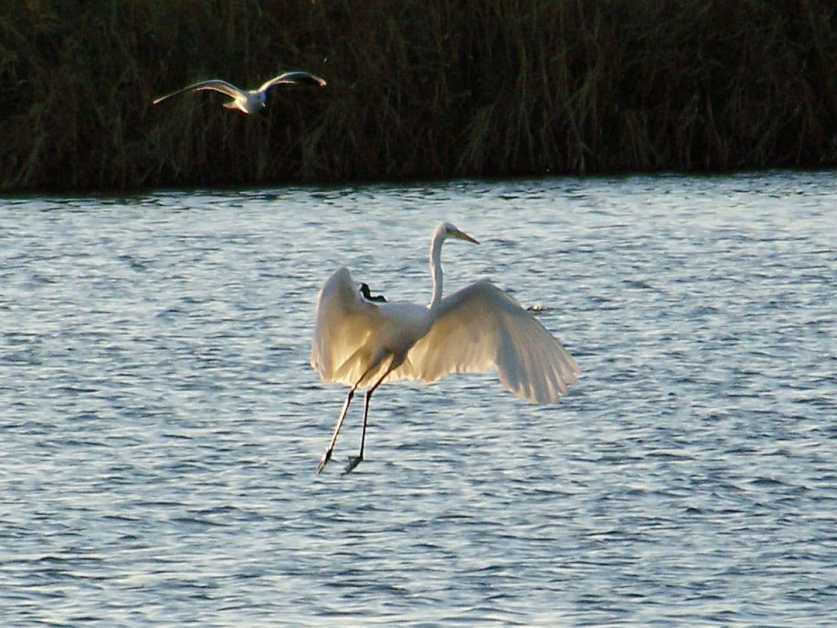 Bird watching am Coghinas