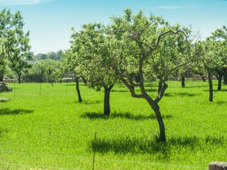 Tenuta Capdepera Ambiente 25