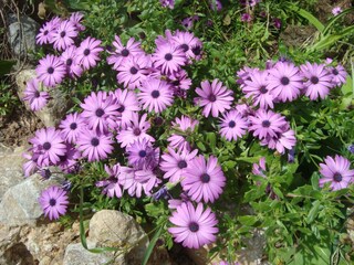 Tenuta Búger Registrazione all'aperto 21