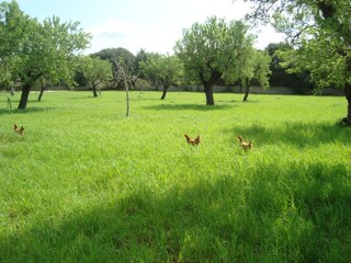 Finca Búger Buitenaudio-opname 22