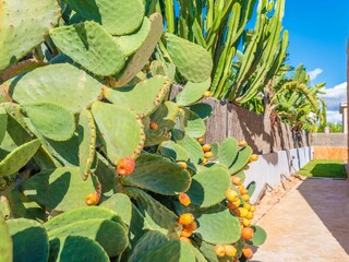 Chalet Sa Rapita Équipement 33