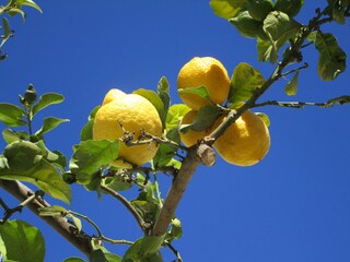 Zitronenbaum im Patio