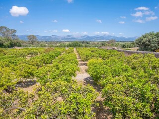 Finca Sencelles  47