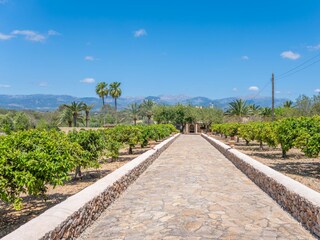 Finca Sencelles  116