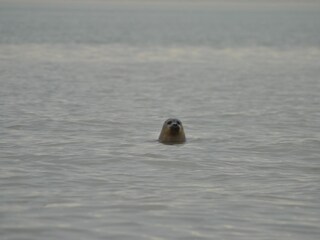 Appartamento per vacanze Nieuwvliet Ambiente 17