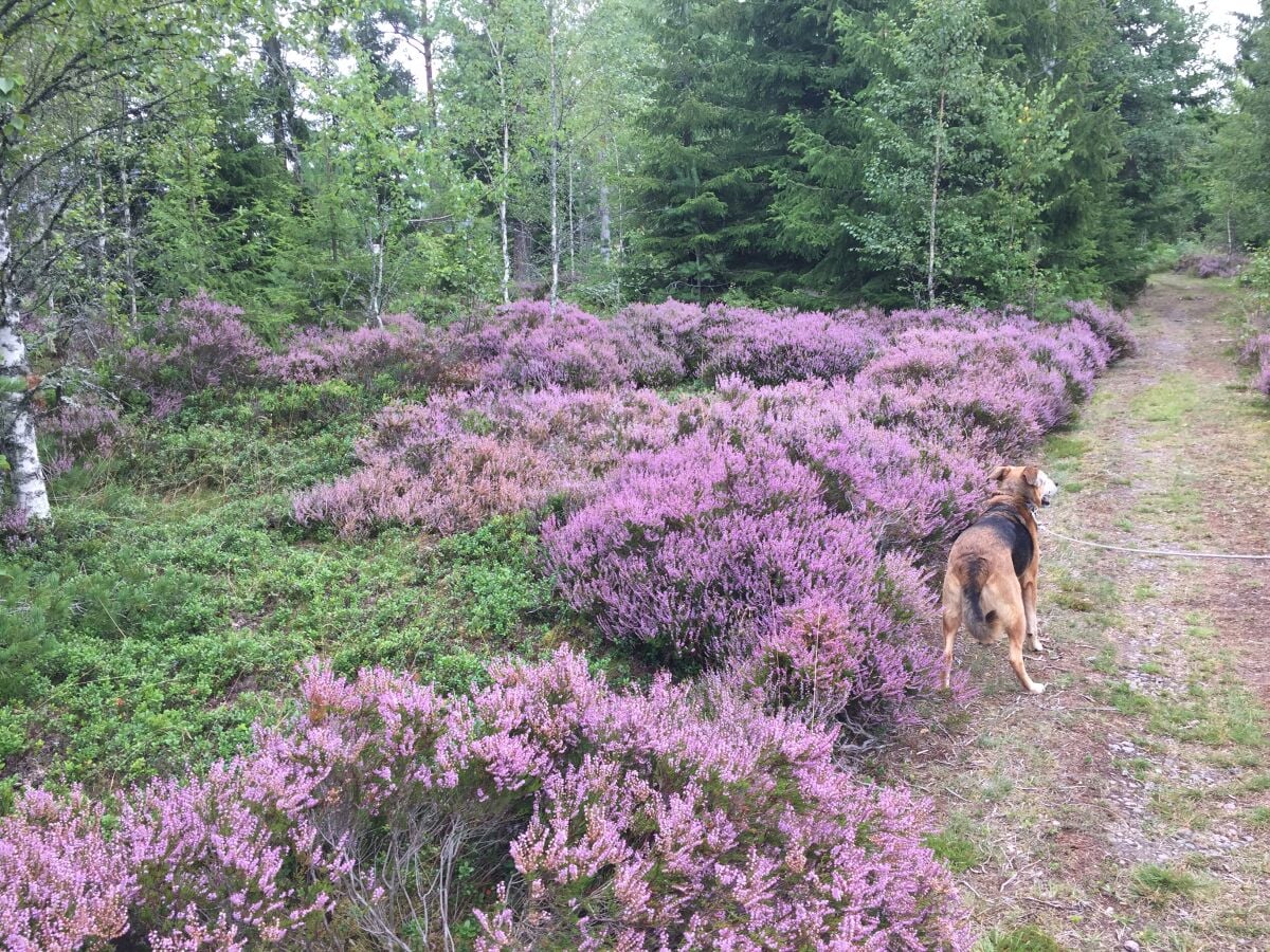 Heideblüte im  August