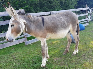 Holiday apartment St. Lorenz am Mondsee Environment 14