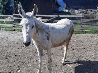 Holiday apartment St. Lorenz am Mondsee Environment 15