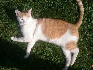 Holiday apartment St. Lorenz am Mondsee Environment 18