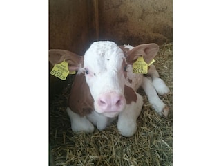 Holiday apartment St. Lorenz am Mondsee Environment 19