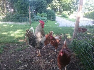 Appartamento per vacanze St. Lorenz am Mondsee Ambiente 20