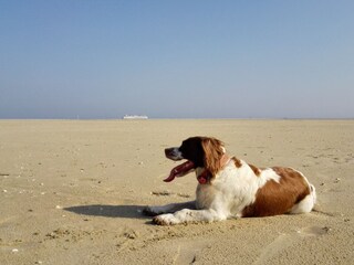 Casa per le vacanze De Koog Ambiente 16