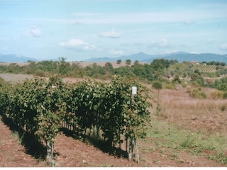Weinberg Pitigliano, Blick auf Mt. Amiata