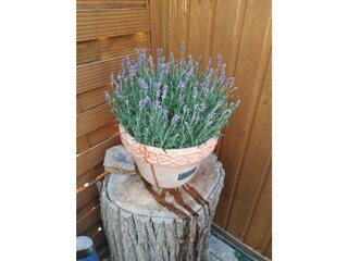 In der schönen Pergola