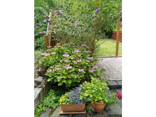 Blumenpracht auf dem Weg in die Pergola