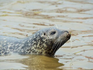 Ferienwohnung Büsum Umgebung 28