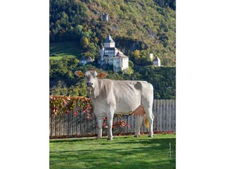 Appartamento per vacanze Barbian Ambiente 13