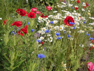 Wildblumen auf Rügen im Sommer