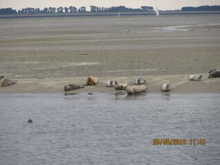 Casa per le vacanze Bruinisse Ambiente 27