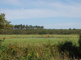 Waldgebiet Nähe de Parel