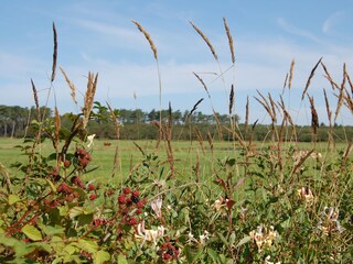 Appartamento De Koog Ambiente 15