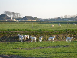 Appartamento De Koog Ambiente 18
