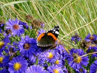 Visit the garden, right on the terrace