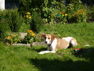 Vakantiehuis Waldkirchen Buitenaudio-opname 4