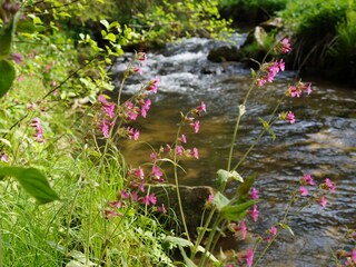 Casa per le vacanze Waldkirchen Ambiente 16