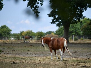 Ferienwohnung Sahlenburg  25