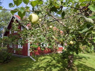 Äpfelbäume im Garten