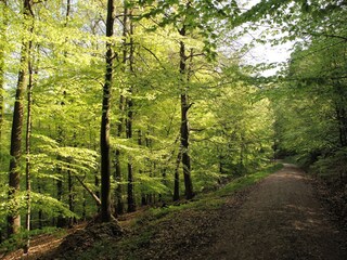 Viele Premiumwanderwege in der Nähe