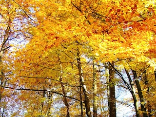 Herbstwald -Wanderzeit