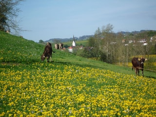 hinterm Haus