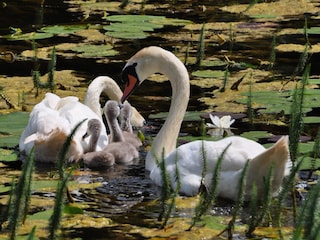 Naturschutzgebiet Widdumer Weiher in nächster Nähe