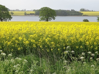 Appartement de vacances Kappeln (Stadt) Environnement 3